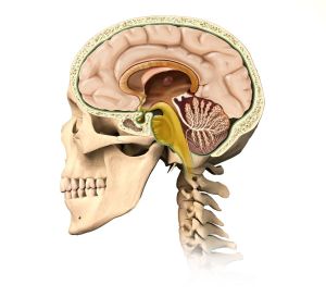 Very detailed and scientifically correct human skullcutaway, with all brain details, mid-sagittal side view, on white background. Anatomy image.